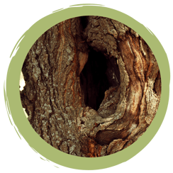 So helft ihr Fledermäusen im Alltag