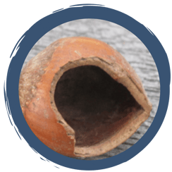 Wer hat denn da geknabbert? Fraßspuren an Nüssen und Zapfen