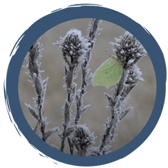 Schmetterlinge im Winter?