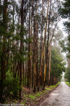 Eukalyptuswald Eukalyptusbäume Wald 