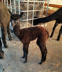 aa Indiana im Emmental