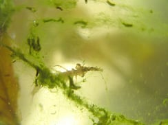 Larver verspeist Mückenlarven