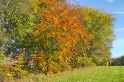 Foto: Schmid-Wäldchen (c) Horst Guckelsberger