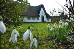 Reetdachhaus in Keitum auf Sylt. Im Garten blühen die Schneeglöckchen. 