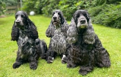 Cocker vom Sachsenwald