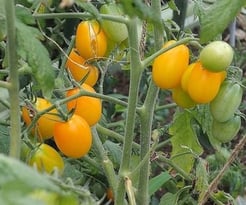 イエローアイコ／中玉トマト