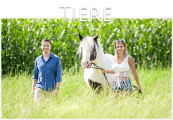 Tierfotografie, Tierfotos, Hundeshooting outdoor, Pferdefotografie Weiz, Mensch und Tier, Mein Hund, Pferdebilder