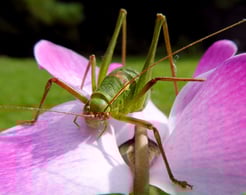 Langfühlerschrecke, wahrscheinlich eine punktierte Zartschrecke