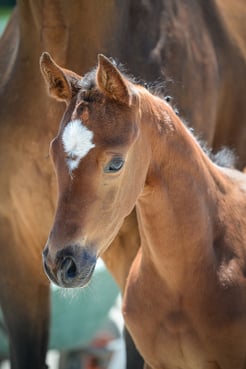 Aarhof's Chanel - Aarhof's Caliano x Savanna von Aarhof