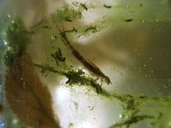 Larve einer Kleinlibelle