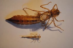 oben: Exuvie (Larvenhaut) einer Großlibelle;                          unten: Exuvie einer Kleinlibelle