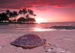 a turtle finds a place to retreat and relaxes to heal and harmonize