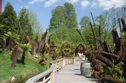 Site des fougères arborescentes photo extraite du site 