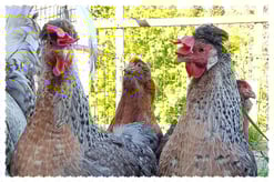 Cream Legbar mit Barthenne