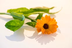 Heilpflanzentherapie Ringelblume