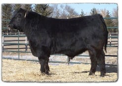This is Prime Cut 741S, one of our foundation Angus herd sires.