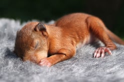 red quirrel baby Eichhörnchenbaby Eichhörnchenjunge