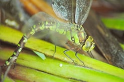 weibliche Blaugrüne Mosaikjungfer bei der Eiablage