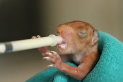 Eichhörnchenbaby Eichhörnchenjunge