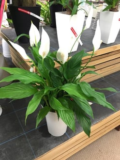 スパシフィラム