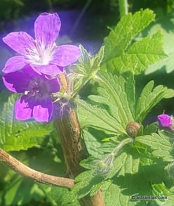 Geranium sylvaticum - Wald-Storchschnabel, Wildpflanze, Wildstaude, Waldstaude, Wildes Geranium