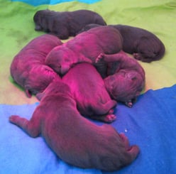 Neugeborene Labrador Retriever Welpen