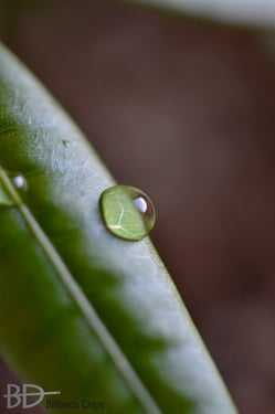 マクロレンズを持ったら誰もが一度は撮りたくなる（？）植物と水滴。自宅のパキラで実験