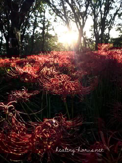cluster amaryllis in Nogawa park
