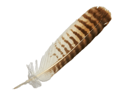 Tierkommunikation oder Tiertalk mit Tierkommunikatorin Paloma Bärtschi