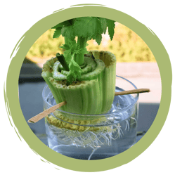 Regrowing: Pflanzen aus Resten ziehen