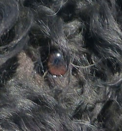 Barbet der Französische Wasserhund in Österreich