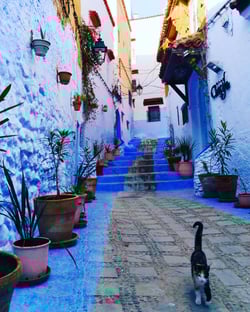 散策中は、「可愛い猫さん」にも出会えます(*^-^*)