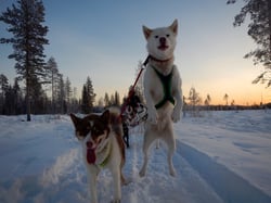 Schlittenhundetour Schweden