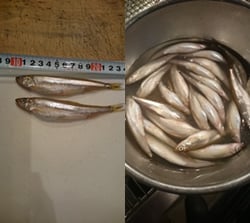 子持ちわかさぎ