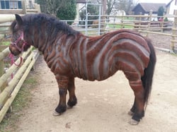 Jascha geschert zum zweiten...