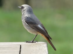 Hausrotschwanz, Foto: Andrea Arends