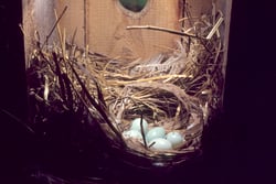 Innenansicht eines Brutkastens mit 5 Vogeleiern