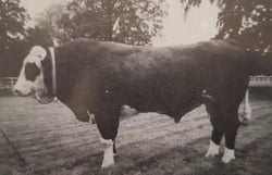 Un tiers du troupeau descend de la mère de Polux