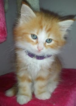 Ralf Rüdiger, Main Coon