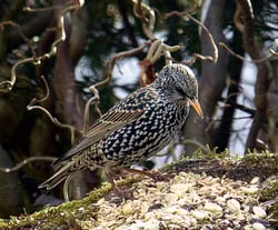 Der erste Star bei uns im Jahr 2014 (20.02.2014)