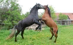 Foto: warlander-franken