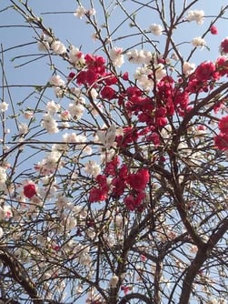 良い香りに引き寄せられました♪ 桃の花かな? ご存じの方教えて下さいませ☆