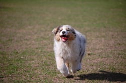 Australian Shepherd rennt