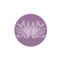 Illustration graphique d’un cercle violet orné de fleurs de Thym sauvage de Nouvelle-Zélande, représentant l’origine botanique du Miel de Thym.