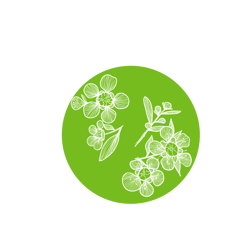 Illustration graphique d’un cercle vert orné de fleurs de Manuka de Nouvelle-Zélande, dessinées de manière stylisée pour évoquer l’origine naturelle et florale du Miel de Manuka.