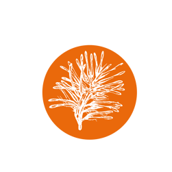 Illustration graphique d’un cercle orange orné de fleurs de Rewarewa, arbre natif de Nouvelle-Zélande réputé pour son Miel riche en antioxydants.