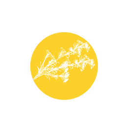 Illustration graphique d’un cercle jaune orné de fleurs de Kanuka de Nouvelle-Zélande, dessinées de manière stylisée pour évoquer l’origine naturelle et florale du Miel de Kanuka.