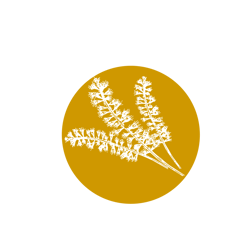 Illustration graphique d’un cercle ocre orné de fleurs de Kamahi, arbre indigène de Nouvelle-Zélande, évoquant l’origine unique de ce Miel aux multiples vertus.