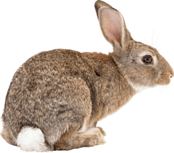 Image animaux detourée transparent sur fond blanc lapin rabbit png