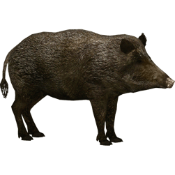 Image animaux detourée transparent sur fond blanc sanglier boar png